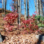 Viburnum acerifolium (Mapleleaf Viburnum) in fall
